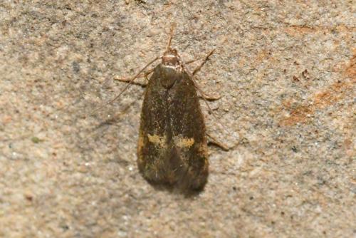 Borkhausenia minutella